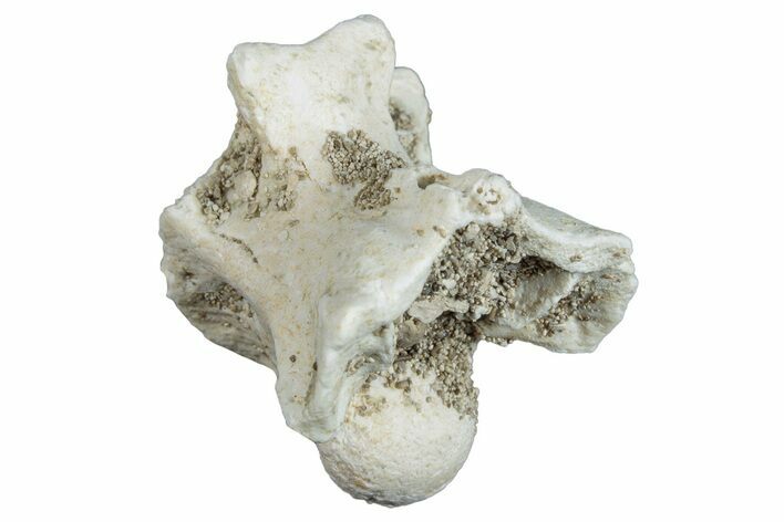 Fossil Sea Snake (Palaeophis) Vertebra - Morocco #277559